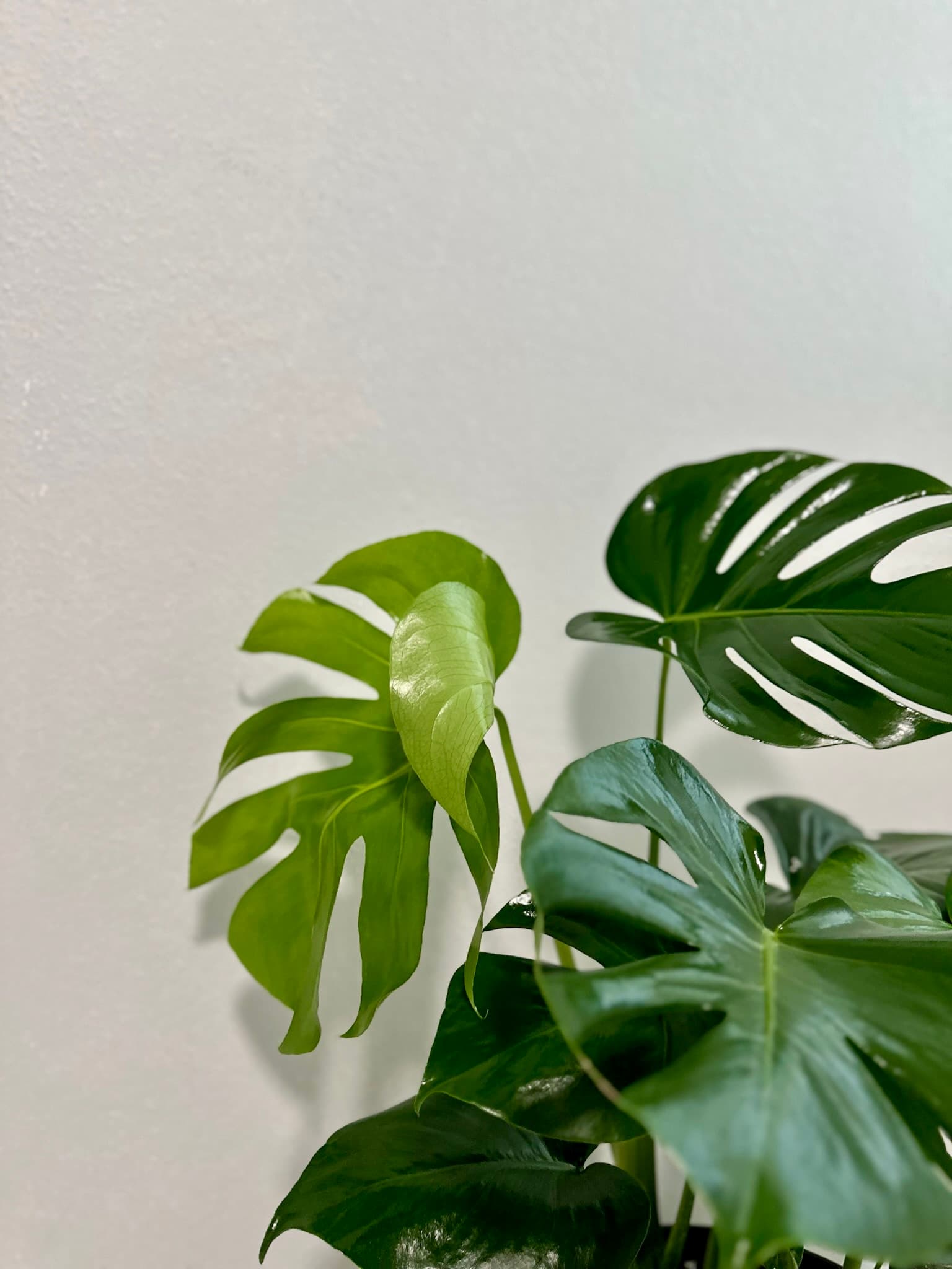 Guia de cuidados | Monstera Deliciosa
